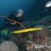 trumpetfish_khp_lan_h_0344_tha4979.jpg